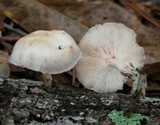 Lentinula boryana image