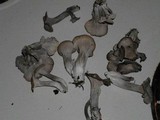 Craterellus foetidus image