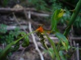 Phragmidium mucronatum image