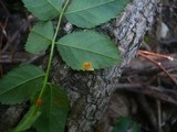 Phragmidium mucronatum image