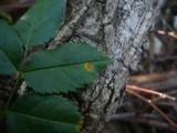 Phragmidium mucronatum image
