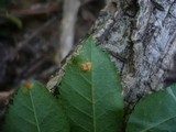 Phragmidium mucronatum image