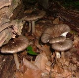 Megacollybia rodmani image