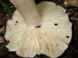 Megacollybia rodmani image