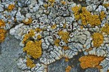 Lecanora straminea image