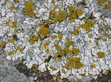 Lecanora straminea image