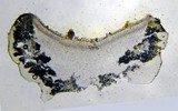 Lecanora straminea image
