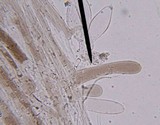 Pluteus longistriatus image