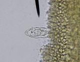 Pluteus longistriatus image