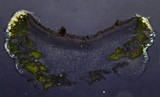 Lecanora straminea image