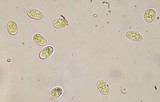 Lecanora straminea image