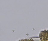 Pluteus longistriatus image