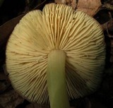 Marasmius strictipes image