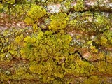 Xanthoria ulophyllodes image