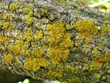 Xanthoria ulophyllodes image