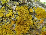 Xanthoria ulophyllodes image