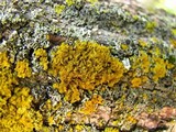 Xanthoria ulophyllodes image