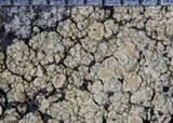Lecanora albescens image