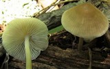 Mycena niveipes image