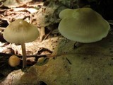 Mycena niveipes image