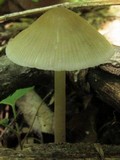 Mycena niveipes image