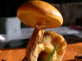 Suillus grevillei image