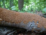 Hydnochaete olivacea image