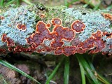 Pseudochaete tabacina image