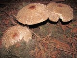 Chlorophyllum olivieri image