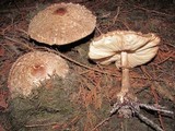 Chlorophyllum olivieri image