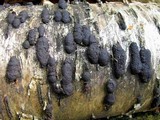 Hypoxylon multiforme image