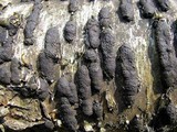 Hypoxylon multiforme image