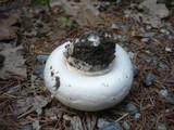 Agaricus bitorquis image