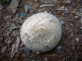 Agaricus bitorquis image