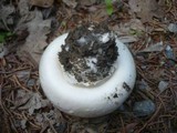 Agaricus bitorquis image