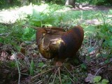 Boletus erythropus image