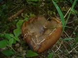 Boletus erythropus image