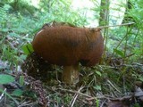 Boletus erythropus image