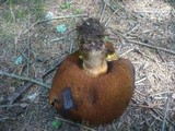 Boletus erythropus image