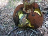 Boletus erythropus image