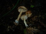 Gymnopus hariolorum image