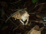 Gymnopus hariolorum image