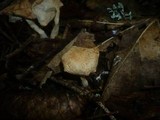 Gymnopus hariolorum image