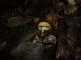 Gymnopus hariolorum image
