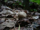 Geastrum triplex image
