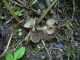Helvella confusa image