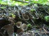 Helvella confusa image