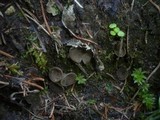 Helvella confusa image