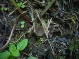 Helvella confusa image