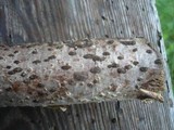 Hypoxylon fuscum image